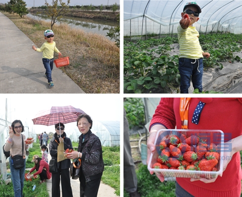 恒昌蘇州西山草莓采摘一日游活動