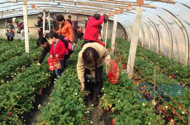 煙臺分公司草莓采摘踏青活動