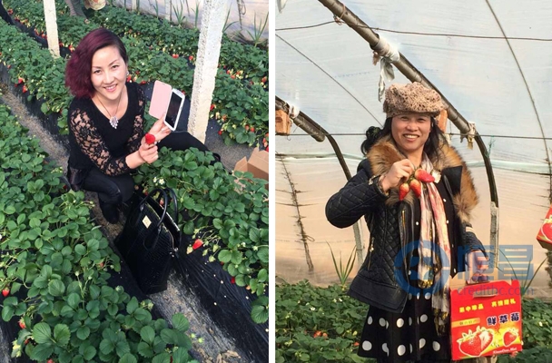 煙臺分公司草莓采摘踏青活動