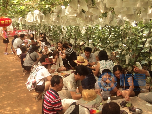 青島分公司葡萄采摘活動.jpg 青島分公司葡萄采摘活動.jpg