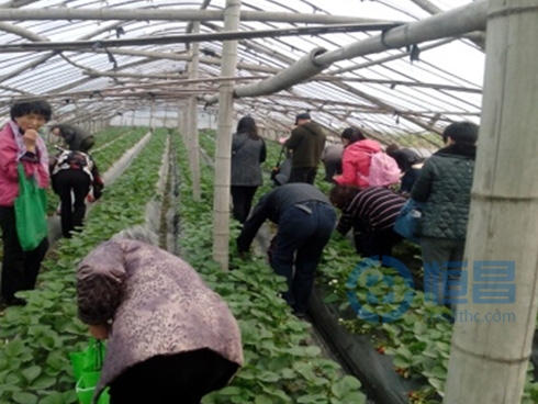 杭州第一分公司組織客戶開展摘草莓活動