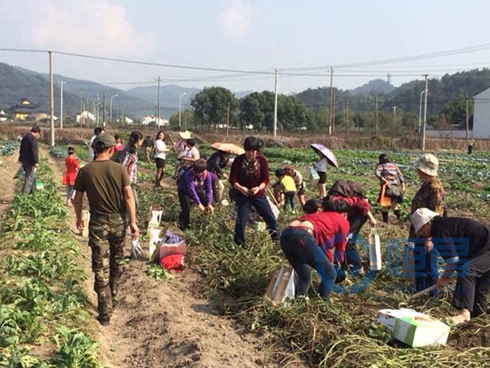 寧波第二分公司舉辦農家樂采摘活動 寧波第二分公司舉辦農家樂采摘活動