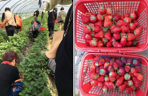 上海第三分公司組織蘇州踏青摘草莓活動 上海第三分公司組織蘇州踏青摘草莓活動