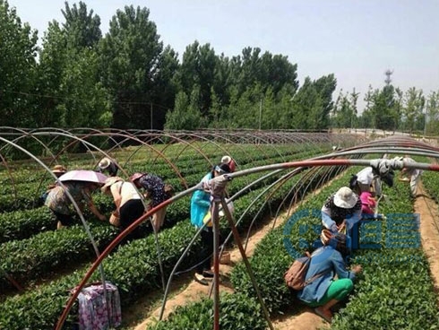 泰安分公司舉辦周末采茶品茶活動 泰安分公司舉辦周末采茶品茶活動